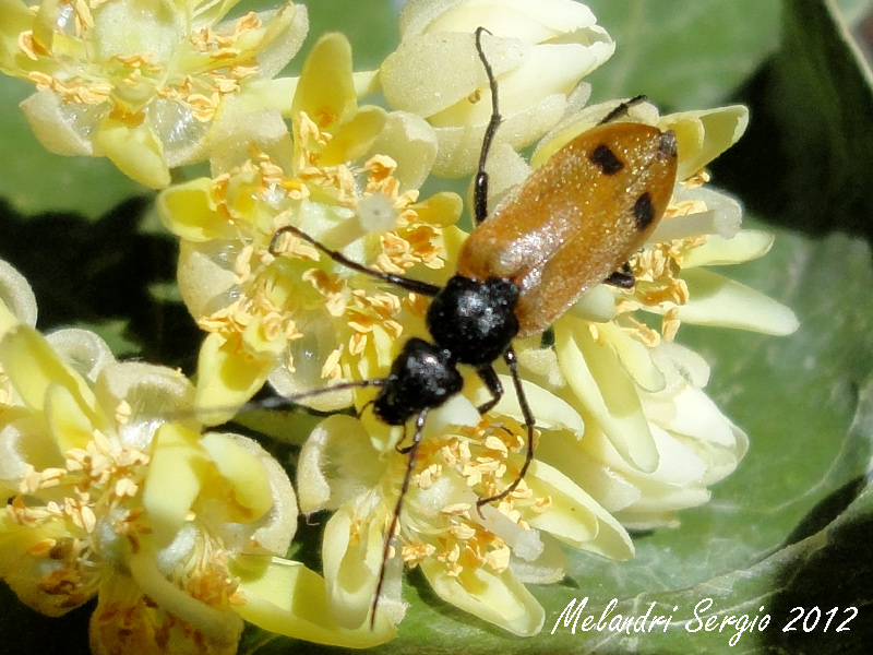 Meloidae: Euzonitis quadrimaculata